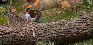 Best Tree Planting Services  in Huntsville, TN